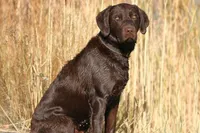 Black Female, a female Labrador Retriever for sale in Eagle Mountain, UT – Photo 2 of 8