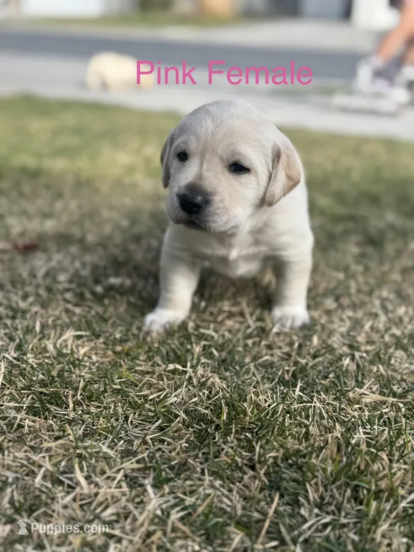 Pink Female – Labrador Retriever puppy for sale in Eagle Mountain, UT