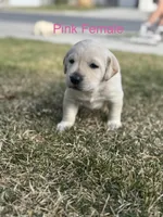 Pink Female, a female Labrador Retriever for sale in Eagle Mountain, UT – Photo 1 of 8