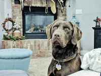 Pink Female, a female Labrador Retriever for sale in Eagle Mountain, UT – Photo 5 of 8