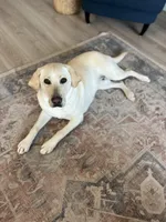 Pink Female, a female Labrador Retriever for sale in Eagle Mountain, UT – Photo 7 of 8