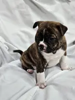 processed/5f59fdfa-050e-4f6e-b03c-c24edfd7ef12/listing/06fcb5c8-c99f-480b-93eb-705d9e5cb89b/5d1177fb-ee3c-4f1b-9e45-55cf1390eaad