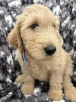 Pax, a male Goldendoodle and Double Doodle for sale in San Diego, CA – 5 of 10