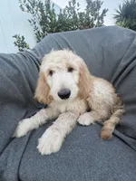 Petey, a male Goldendoodle and Labradoodle for sale in San Diego, CA – 8 of 10