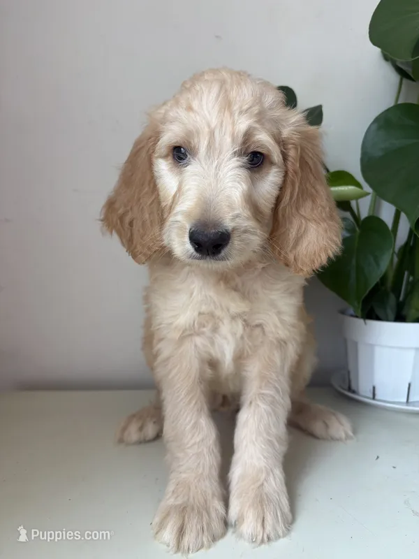 Petey – Goldendoodle, Double Doodle puppy for sale in San Diego, CA