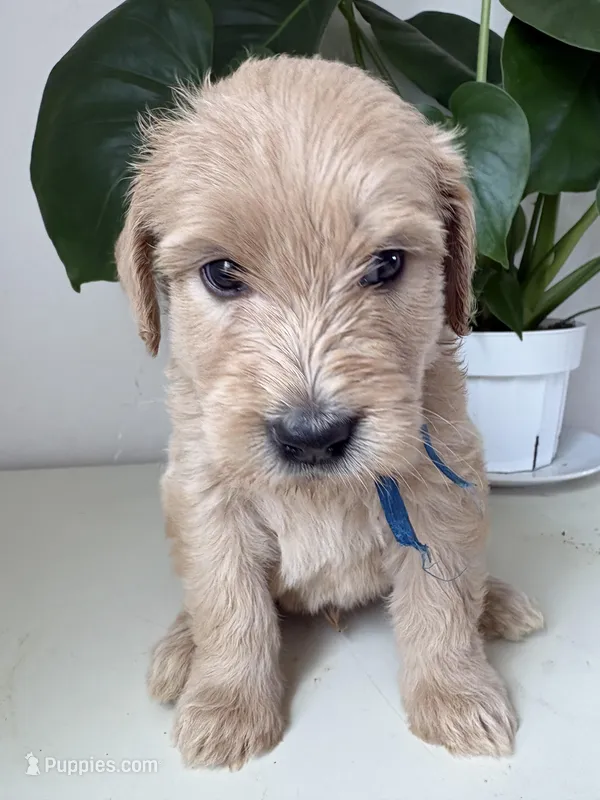 Pax – Goldendoodle, Labradoodle puppy for sale in San Diego, CA