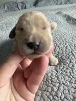 Pax, a male Goldendoodle for sale in San Diego, CA – Photo 4 of 10