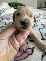 Pax, a male Goldendoodle and Double Doodle for sale in San Diego, CA – Photo 9 of 10