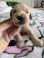 Pax, a male Goldendoodle and Double Doodle for sale in San Diego, CA – Photo 2 of 10