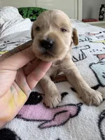 Pax, a male Goldendoodle and Double Doodle for sale in San Diego, CA – Photo 8 of 10