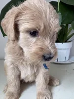 Pax, a male Goldendoodle and Labradoodle for sale in San Diego, CA – Photo 4 of 9