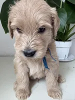 Pax, a male Goldendoodle and Labradoodle for sale in San Diego, CA – Photo 8 of 9