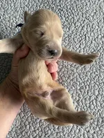 Pax, a male Goldendoodle for sale in San Diego, CA – Photo 7 of 10