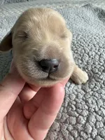 Pax, a male Goldendoodle for sale in San Diego, CA – Photo 3 of 10