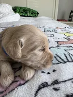 Pax, a male Goldendoodle and Double Doodle for sale in San Diego, CA – Photo 10 of 10