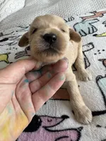 Pax, a male Goldendoodle and Double Doodle for sale in San Diego, CA – Photo 6 of 10