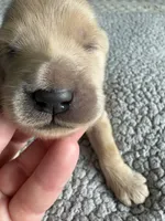 Pax, a male Goldendoodle for sale in San Diego, CA – Photo 2 of 10