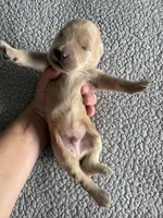 Pax, a male Goldendoodle for sale in San Diego, CA – Photo 8 of 10