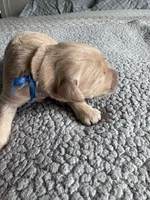 Pax, a male Goldendoodle for sale in San Diego, CA – Photo 6 of 10