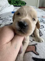 Pax, a male Goldendoodle and Double Doodle for sale in San Diego, CA – Photo 7 of 10