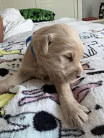 Pax, a male Goldendoodle and Double Doodle for sale in San Diego, CA – Photo 5 of 10