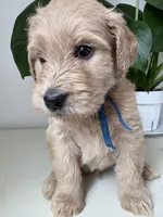 Pax, a male Goldendoodle and Labradoodle for sale in San Diego, CA – Photo 9 of 9