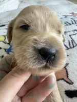 Pax, a male Goldendoodle and Double Doodle for sale in San Diego, CA – Photo 3 of 10