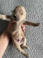 Pax, a male Goldendoodle for sale in San Diego, CA – Photo 9 of 10