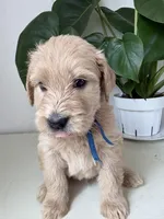 Pax, a male Goldendoodle and Labradoodle for sale in San Diego, CA – Photo 3 of 9