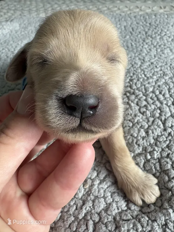 Pax – Double Doodle puppy for sale in San Diego, CA