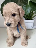 Pax, a male Goldendoodle and Labradoodle for sale in San Diego, CA – Photo 7 of 9