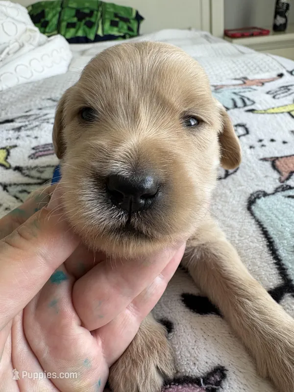Pax – Goldendoodle puppy for sale in San Diego, CA