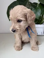 Pax, a male Goldendoodle and Labradoodle for sale in San Diego, CA – Photo 6 of 9
