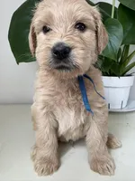 Pax, a male Goldendoodle and Labradoodle for sale in San Diego, CA – Photo 2 of 9