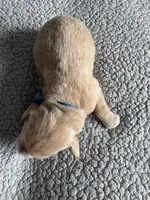 Pax, a male Goldendoodle for sale in San Diego, CA – Photo 10 of 10