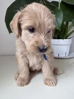 Pax, a male Goldendoodle and Labradoodle for sale in San Diego, CA – Photo 5 of 9