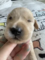 Pax, a male Goldendoodle and Double Doodle for sale in San Diego, CA – Photo 4 of 10