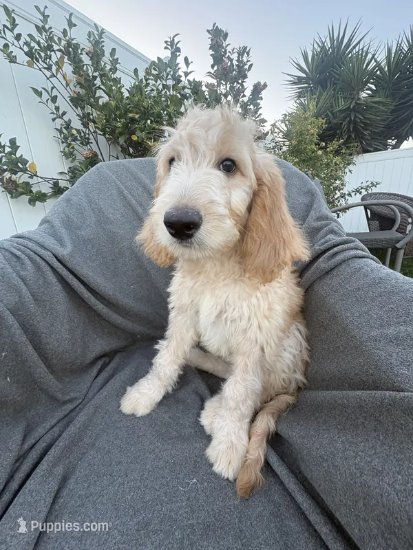 Petey – Goldendoodle, Labradoodle puppy for sale in San Diego, CA