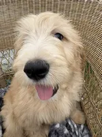 Pickles, a male Goldendoodle and Double Doodle for sale in San Diego, CA – 9 of 10