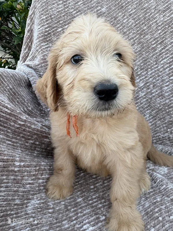 Pickles – Goldendoodle, Labradoodle puppy for sale in San Diego, CA