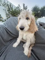 Petey, a male Goldendoodle and Labradoodle for sale in San Diego, CA – 2 of 10