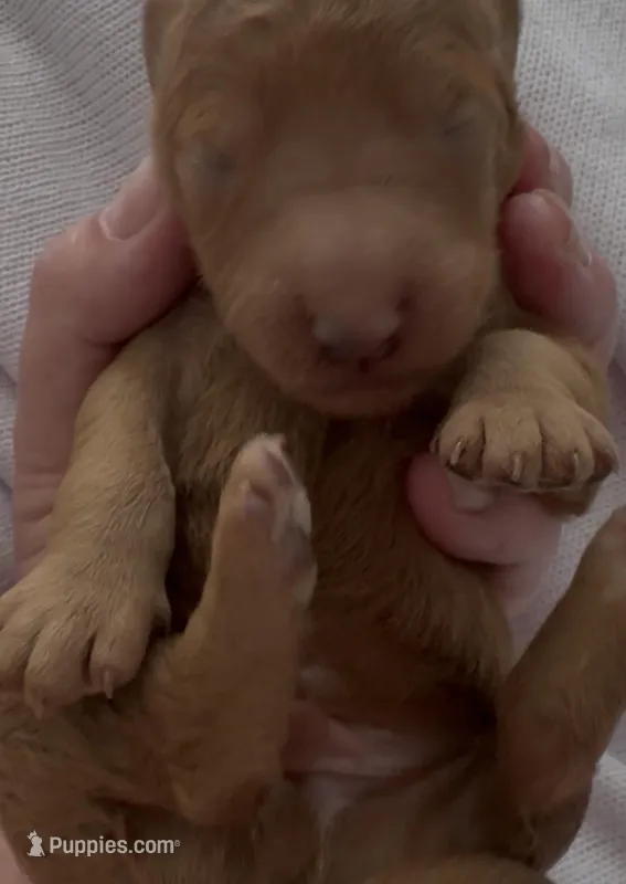 Smokey – Goldendoodle puppy for sale in San Diego, CA