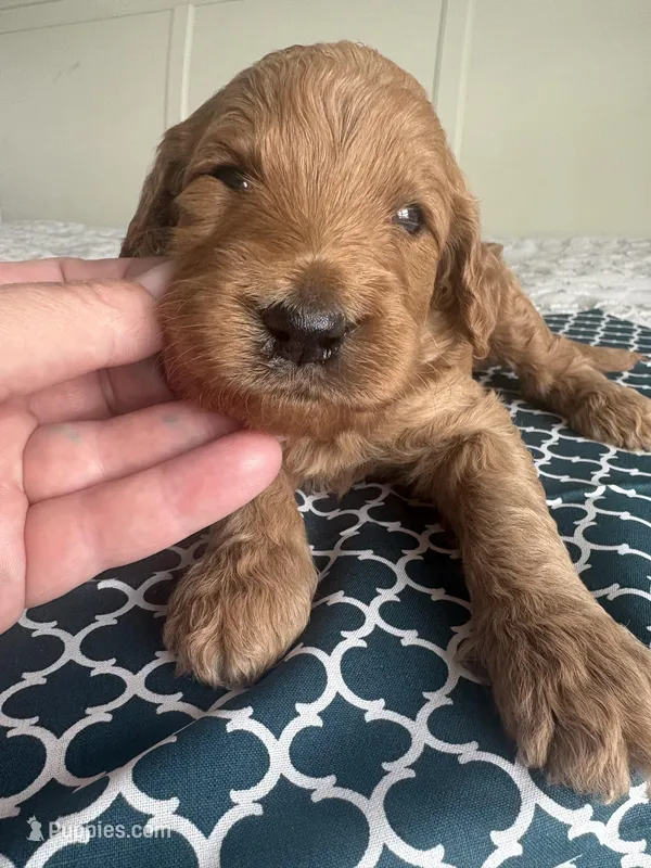 Smokey – Goldendoodle puppy for sale in San Diego, CA