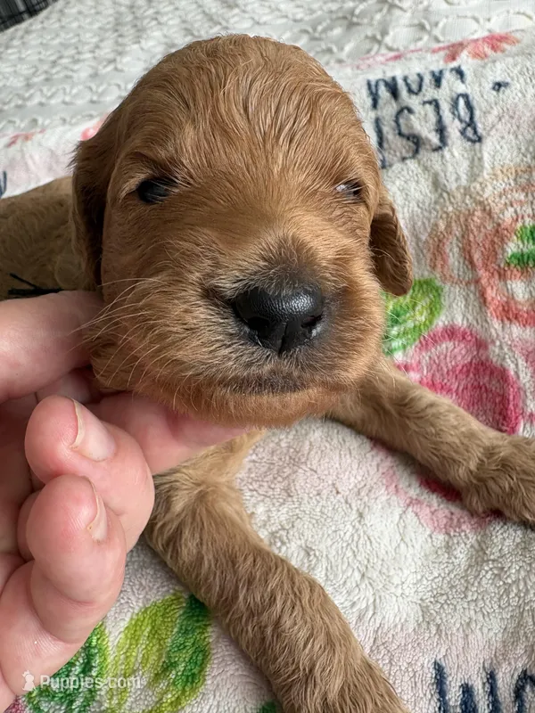 Smokey – Goldendoodle puppy for sale in San Diego, CA