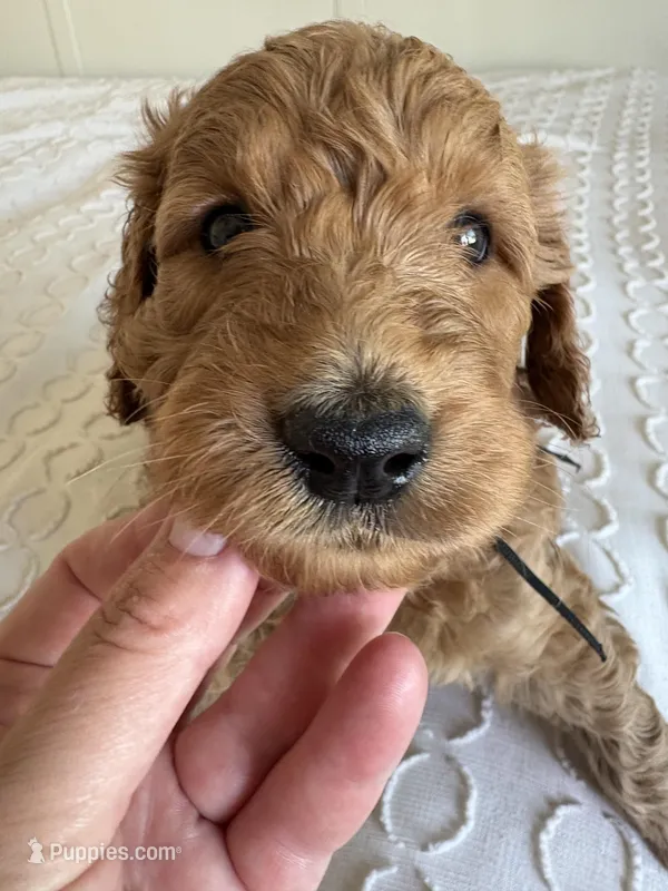Smokey – Goldendoodle puppy for sale in San Diego, CA