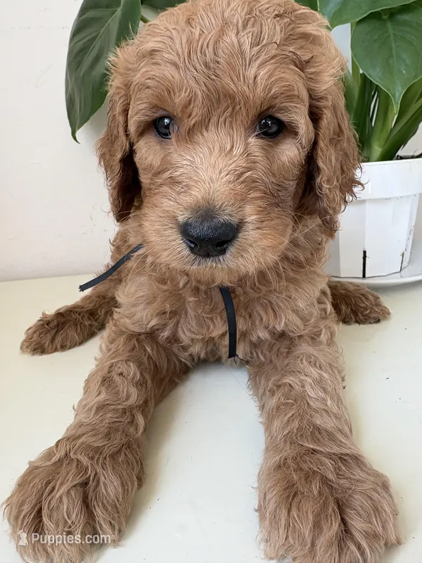 Smokey – Goldendoodle puppy on hold in San Diego, CA