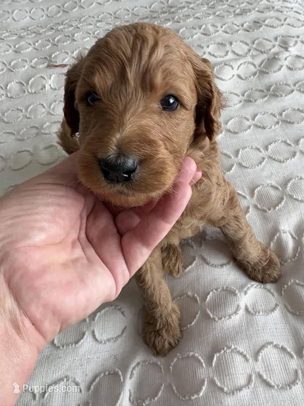 Smokey – Goldendoodle puppy for sale in San Diego, CA