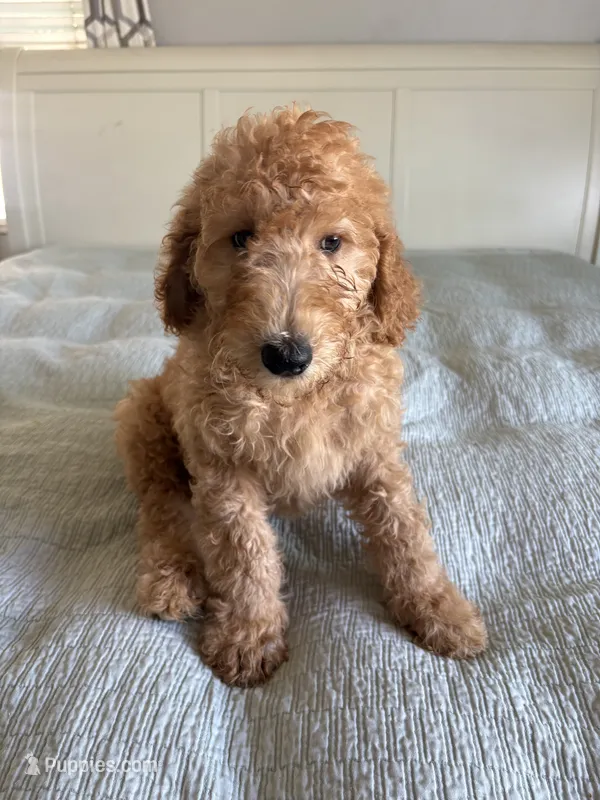 Max – Goldendoodle puppy for sale in San Diego, CA