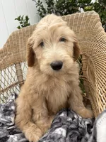 Pickles, a male Goldendoodle and Double Doodle for sale in San Diego, CA – 6 of 10