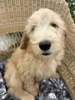 Pickles, a male Goldendoodle and Double Doodle for sale in San Diego, CA – 7 of 10